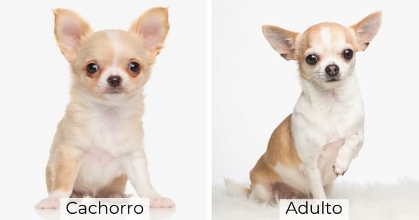 Chihuahua cachorro y adulto