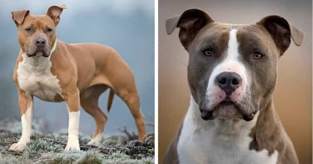 American Staffordshire Terrier